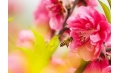 桃花都快开了 你还宅在家里吗？
